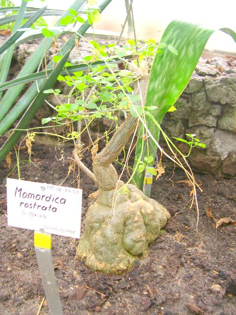 momordica rostrata.JPG